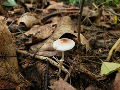 Leucoagaricus coerulescens