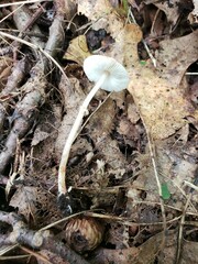 Leucoagaricus coerulescens