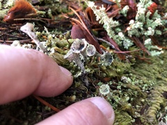 Cladonia albonigra