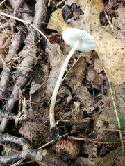 Leucoagaricus coerulescens