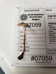 Leucoagaricus coerulescens