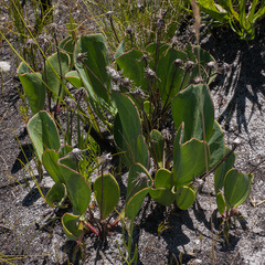 Mairia coriacea