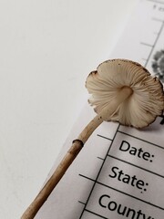 Leucoagaricus coerulescens