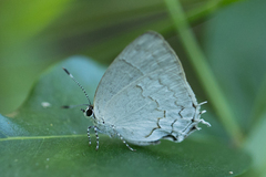 Symbiopsis lenitas