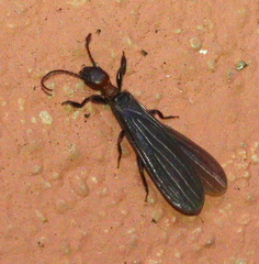 Oligotoma