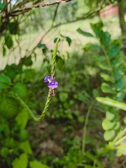 Stachytarpheta urticifolia