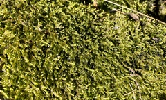 Claopodium rostratum