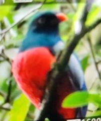 Trogon massena