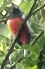 Trogon massena