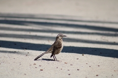 Mimus thenca
