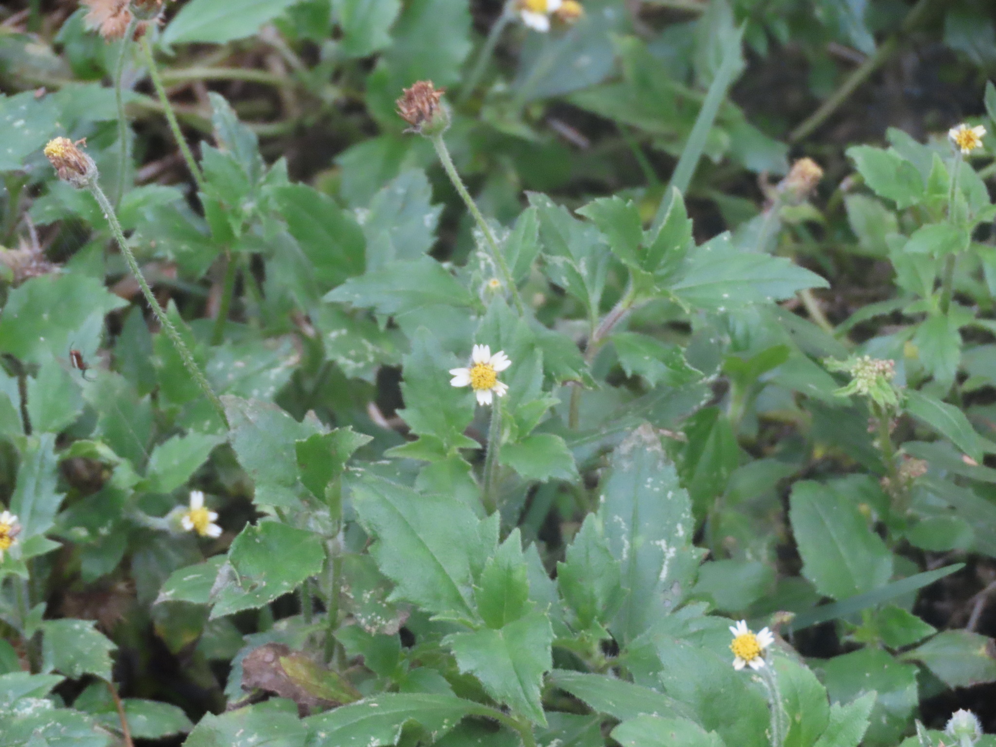 Tridax procumbens