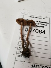 Inosperma mutatum