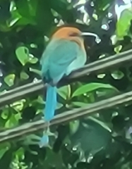 Electron platyrhynchum