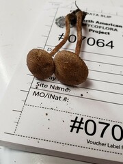 Inosperma mutatum