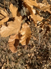 Quercus acutissima