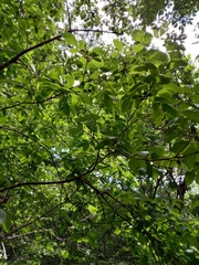 Allophylus racemosus