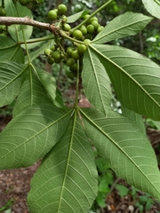 Allophylus racemosus