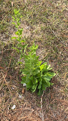 Heterotheca subaxillaris