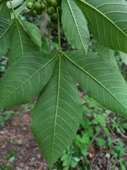 Allophylus racemosus