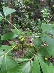 Allophylus racemosus