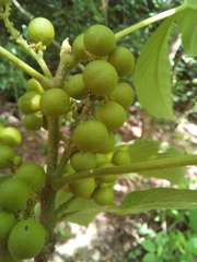 Allophylus racemosus