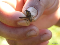 Abracris flavolineata