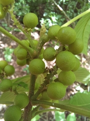 Allophylus racemosus