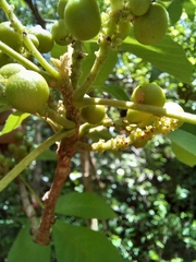 Allophylus racemosus