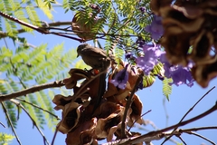 Leptasthenura aegithaloides