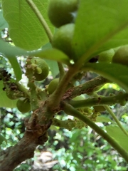 Allophylus racemosus