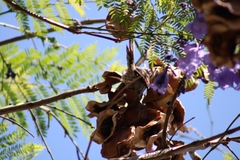 Leptasthenura aegithaloides