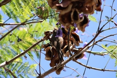 Leptasthenura aegithaloides