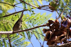 Leptasthenura aegithaloides