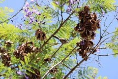 Leptasthenura aegithaloides