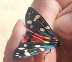 Callimorpha dominula