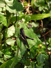 Abracris flavolineata