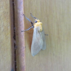 Phaegopterina