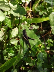 Abracris flavolineata