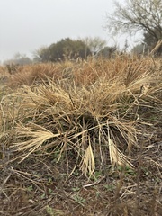 Chloris verticillata