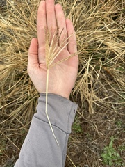 Chloris verticillata