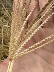 Chloris verticillata