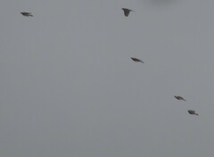 Turdus pilaris