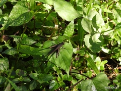 Abracris flavolineata