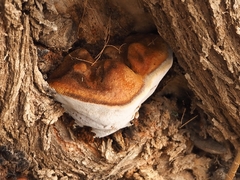 Inocutis tamaricis