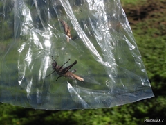 Abracris flavolineata