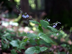 Veronica urticifolia