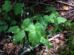 Veronica urticifolia