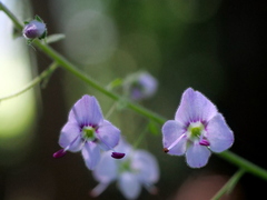 Veronica urticifolia