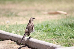 Mimus thenca