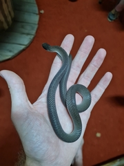 Crotaphopeltis hotamboeia